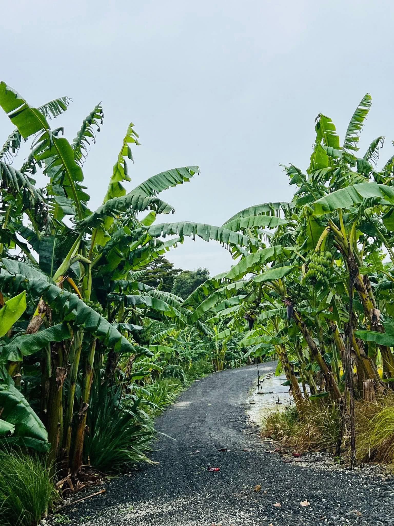 The Banana Grove