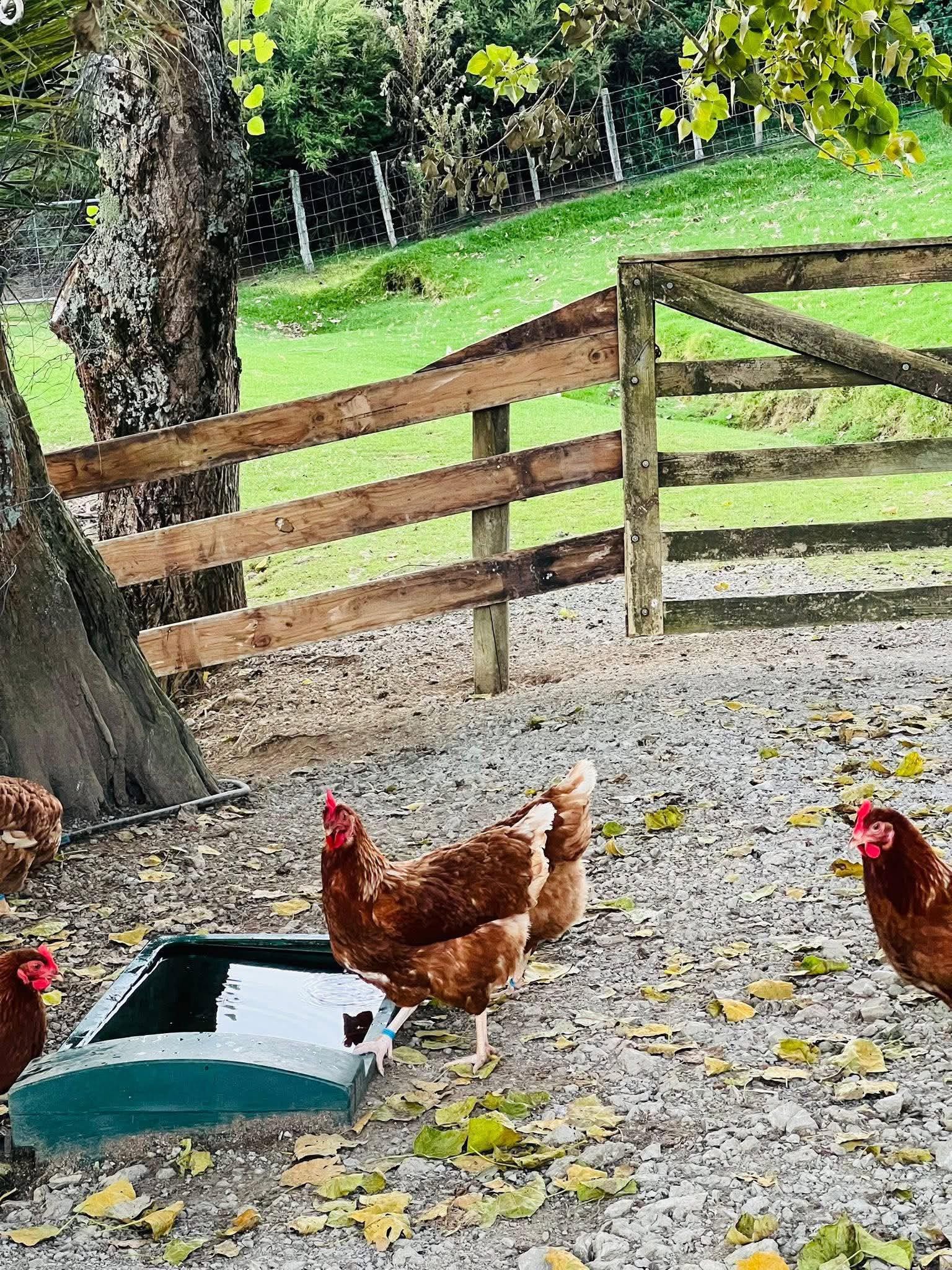 The Chooks