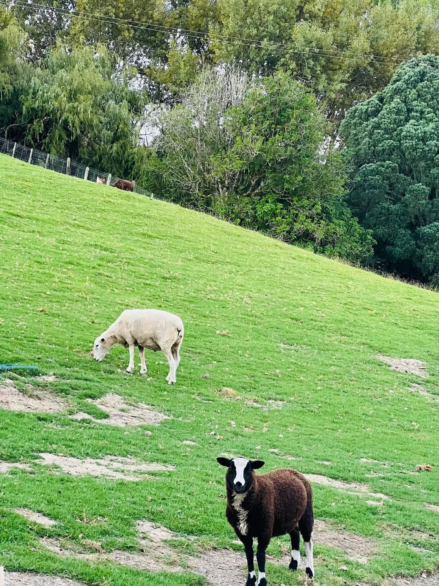 The Paddock